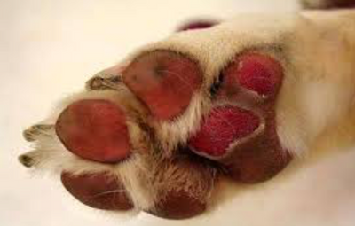 Hot Asphalt Awareness: How to avoid doggy paw burns in summer