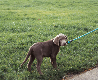 How To Stop Your Dog Pulling On Their Leash 