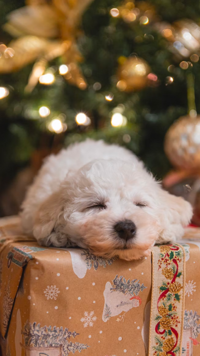 Christmas Treats: 3 Of The Best Gifts For Your Pet