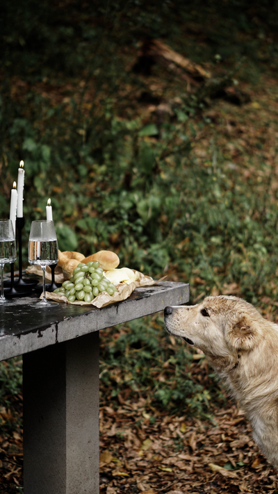 CLIENT QUESTIONS: Can Dogs Eat Grapes?