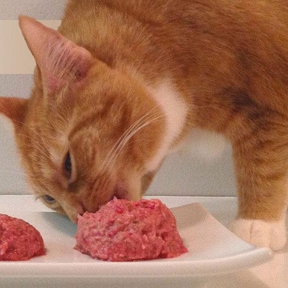 CHICKEN Raw Basic Mince for Pets