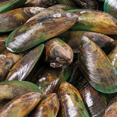 GREEN LIPPED MUSSEL POWER